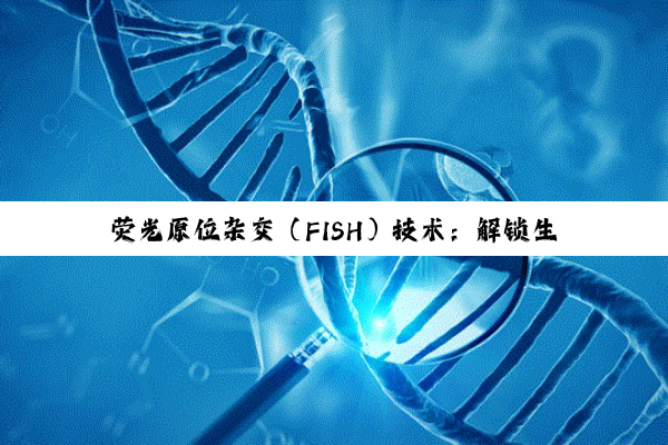 【科普解答】荧光原位杂交（FISH）技术：解锁生命奥秘的医学利器